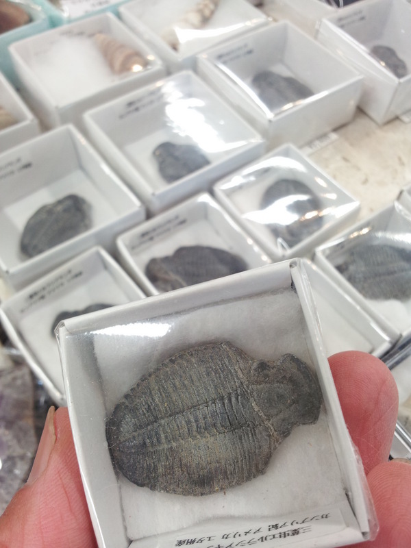 夏休みのミュージアムショップ、 ｢三葉虫｣ の化石！ - ストーン